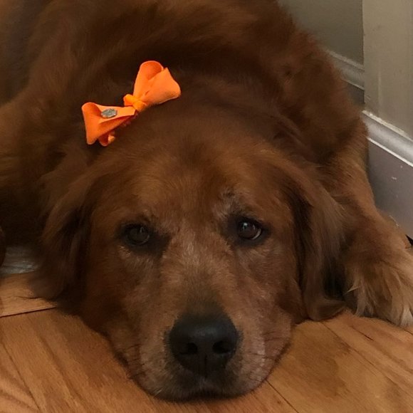 Meet your Posher, Sean - Picture 1 of 1